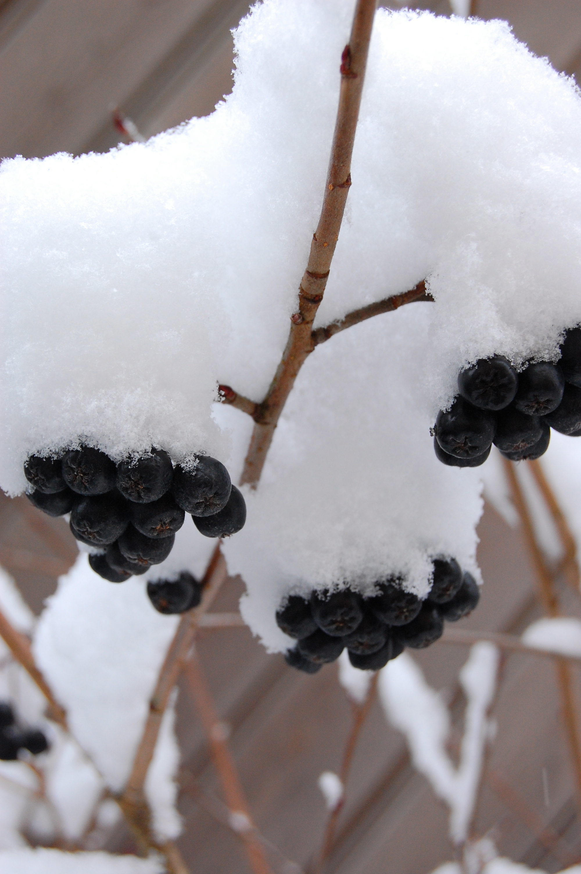 snowday_berries3