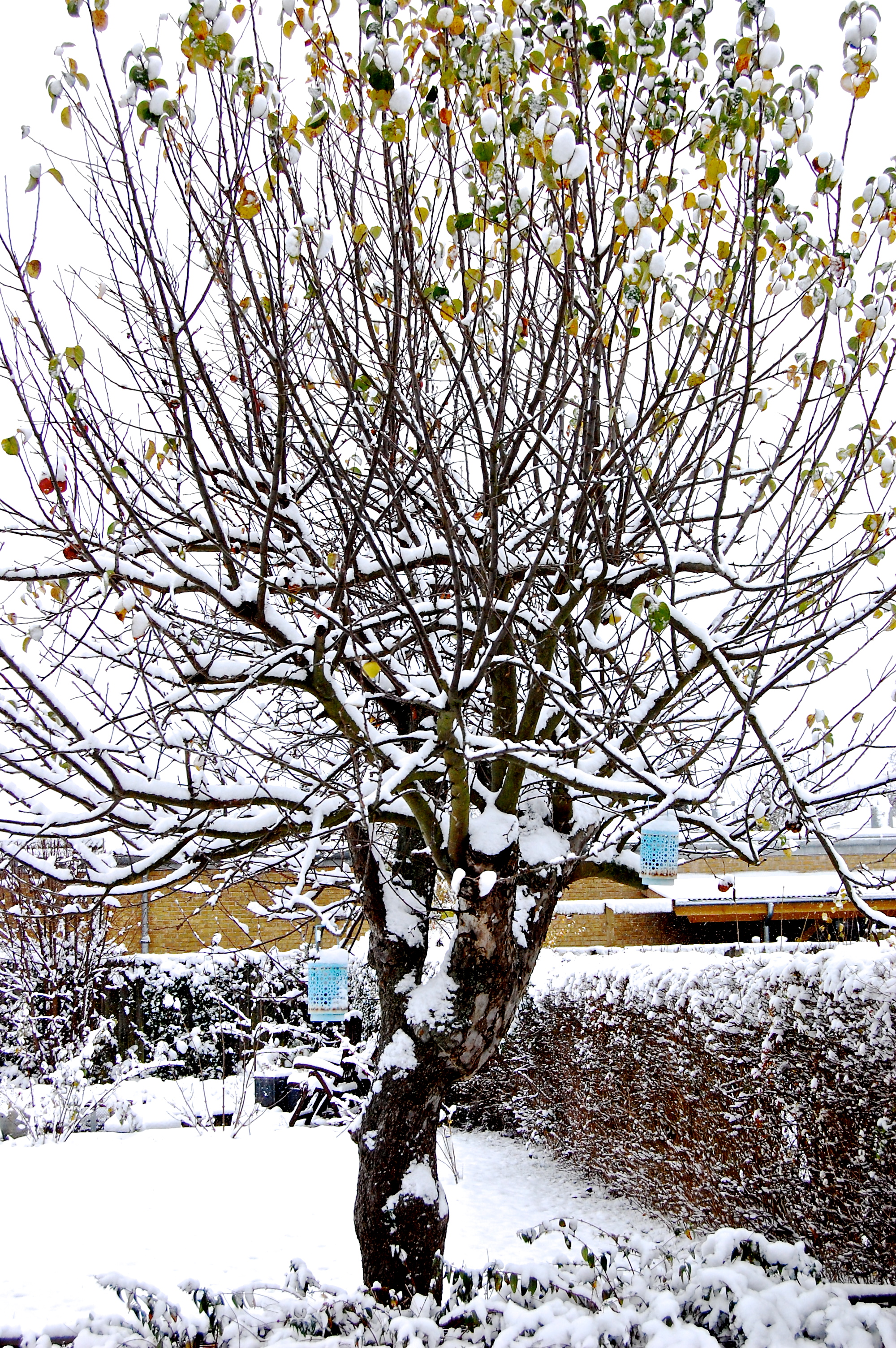 snowday_tree