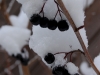 snowday_berries