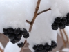 snowday_berries3