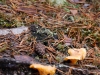 stockholm_hike_mushrooms1