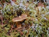 stockholm_hike_mushrooms2